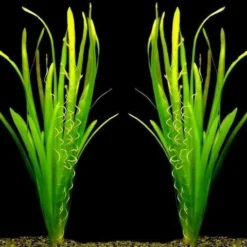 Riesenvallisneria / Vallisneria Gigantea Im Topf