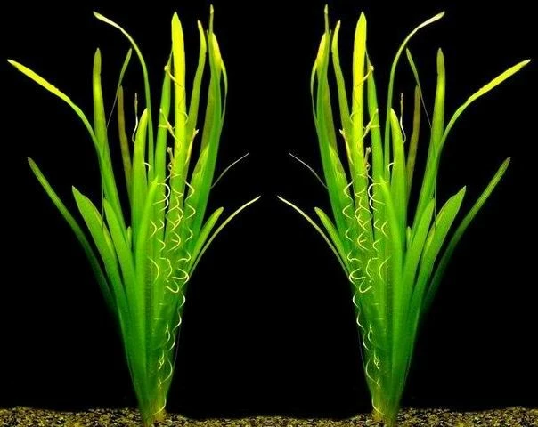 Riesenvallisneria / Vallisneria Gigantea Im Topf 3 Riesenvallisneria / Vallisneria Gigantea Im Topf