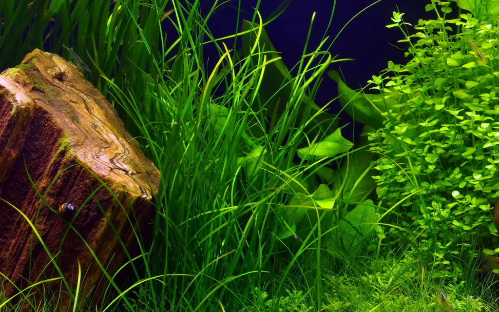 Schmalblättrige Vallisnerie / Vallisneria Nana 3 Schmalblättrige Vallisnerie / Vallisneria Nana