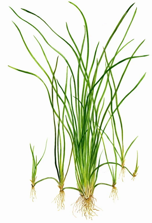 Schmalblättrige Vallisnerie / Vallisneria Nana 4 Schmalblättrige Vallisnerie / Vallisneria Nana – Bild 2