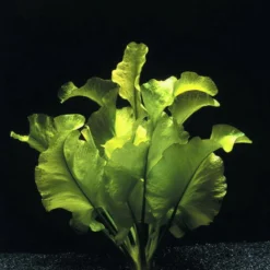 Japanische Teichrose - Seemummel / Grüne Nuphar Japonica Eine RARITÄT! 5 Japanische Teichrose - Seemummel / Grüne Nuphar Japonica Eine RARITÄT! -Hobby Verkäufe B11011ST 1 2