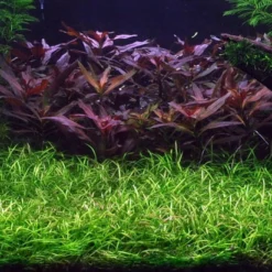 Grasartige Zwergamazonas Im Bund / Echinodorus Tenellus