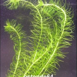 Paraguay - Schmalblättrige Wasserpest / Egeria Najas