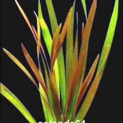 Rote Riesenvallisneria / Vallisneria Rubra Serpenta Im Kräftigen Bund