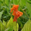 Bunt Gestreiftes Indisches Blumenrohr / Canna Indica Pretoria Im 11x11 Cm Topf 2 Bunt Gestreiftes Indisches Blumenrohr / Canna Indica Pretoria Im 11x11 Cm Topf -Hobby Verkäufe C 007BA 1 1
