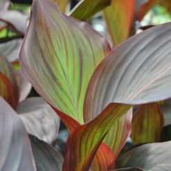 Rotes Indisches Blumenrohr / Canna Indica Endeavour Im 11x11 Cm Topf