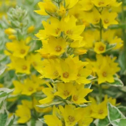 Gestreifter Goldfelberich / Lysimachia Variegata