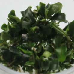 In-Vitro Bucephalandra Wavy Green - TOP-Rarität 5 In-Vitro Bucephalandra Wavy Green - TOP-Rarität -Hobby Verkäufe C80wf 1 2