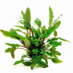 XL In-Vitro Becketts Wasserkelch / Cryptocoryne Beckettii - Becketii