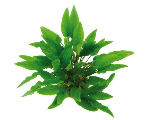 XL In-Vitro Grüner Wasserkelch / Cryptocoryne Wendtii Grün 3 XL In-Vitro Grüner Wasserkelch / Cryptocoryne Wendtii Grün