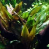 Wallis Wasserkelch / Cryptocoryne Wallisi, Sehr Gutwüchsiger Wasserkelch 1 Wallis Wasserkelch / Cryptocoryne Wallisi, Sehr Gutwüchsiger Wasserkelch -Hobby Verkäufe CC30PP 1 4