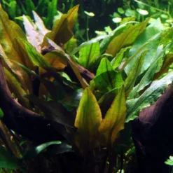 Wallis Wasserkelch / Cryptocoryne Wallisi, Sehr Gutwüchsiger Wasserkelch