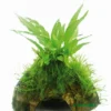 Javafarn Mit Javamoos Auf Kokosnuss-Höhle / Coco Shell Mit Microsorum Pteropus U. Moss, Moos -Hobby Verkäufe CS01DE 1 2