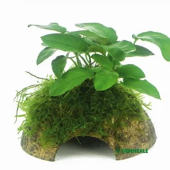 Zwergspeerblatt Mit Javamoos Auf Kokosnuss-Höhle / Coco Shell Mit Anubias Nana U. Moos