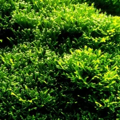 Teichlebermoos / Riccia Fluitans In Einer 125 Ml Moos Dose -Hobby Verkäufe D001T 1 4