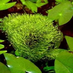 Teichlebermoos / Riccia Fluitans In Einer 125 Ml Moos Dose -Hobby Verkäufe D001T 1 5