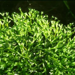 Teichlebermoos / Riccia Fluitans In Einer 125 Ml Moos Dose -Hobby Verkäufe D001T 1 6