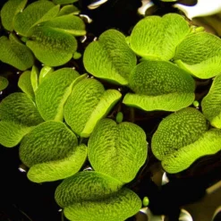 XL In-Vitro Kleiner Büschelfarn / Salvinia Minima