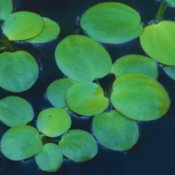 Froschbiss / Limnobium Laevigatum