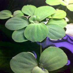 Muschelblume - Wassersalat - Grüne Wasserrose / Pistia Stratiotes -Hobby Verkäufe D20171ST 1 2