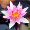 Seerose ORANGE / Nymphaea Orange Im Kokosfasertopf, Direkt Einsetzbar 1 Seerose ORANGE / Nymphaea Orange Im Kokosfasertopf, Direkt Einsetzbar -Hobby Verkäufe D27000O ST 1 2