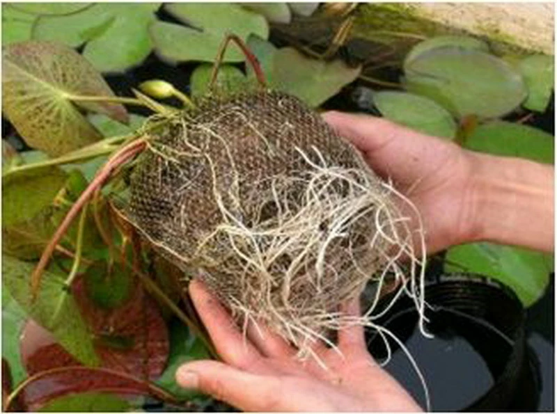 Seerose ORANGE / Nymphaea Orange Im Kokosfasertopf, Direkt Einsetzbar 4 Seerose ORANGE / Nymphaea Orange Im Kokosfasertopf, Direkt Einsetzbar – Bild 2