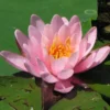 Seerose ROSA / Nymphaea Rosa Im Kokosfasertopf, Direkt Einsetzbar -Hobby Verkäufe D27000P ST 1 2