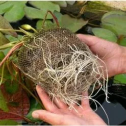 Seerose ROSA / Nymphaea Rosa Im Kokosfasertopf, Direkt Einsetzbar -Hobby Verkäufe D27000P ST 1 3