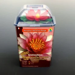 Seerose ROT / Nymphaea Rot Im Kokosfasertopf, Direkt Einsetzbar -Hobby Verkäufe D27000R ST 1 4