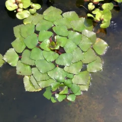 Wassernuss - Wasserkastanie / Trapa Natans