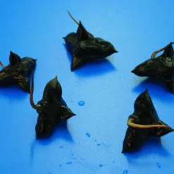 Wassernuss - Wasserkastanie / Trapa Natans -Hobby Verkäufe D P1065OK 1 4 1