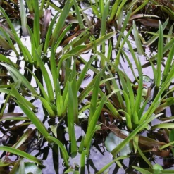 Jungpflanze Krebsschere - Wasseraloe / Stratiotes Aloides Für Gartenteich