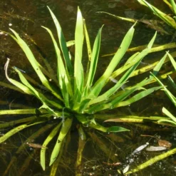 Krebsschere - Wasseraloe / Stratiotes Aloides Für Gartenteich 5 Krebsschere - Wasseraloe / Stratiotes Aloides Für Gartenteich -Hobby Verkäufe D SP19PP 1 3 1