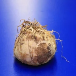 Kaiserkrone "Rubra Maxima" / Fritillaria Imperialis "Rubra Maxima" - Jumbo Blumenzwiebel