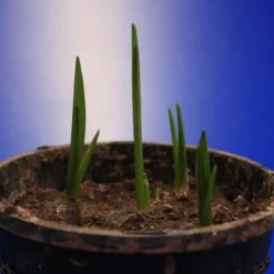 Set Schachbrettblume, Schachblume, Kaiserkrone / Fritillaria Meleagris 5 Set Schachbrettblume, Schachblume, Kaiserkrone / Fritillaria Meleagris -Hobby Verkäufe GK9430wf 1 3