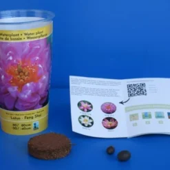 Gefüllte Rosa Indische Lotosblume / Nelumbo Nucifera "Feng Shui" - Anzuchtset