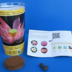 Rote Indische Lotosblume / Nelumbo Nucifera "Red Li" - Anzuchtset