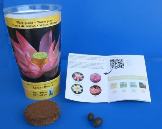 Rote Indische Lotosblume / Nelumbo Nucifera "Red Li" - Anzuchtset 3 Rote Indische Lotosblume / Nelumbo Nucifera "Red Li" - Anzuchtset