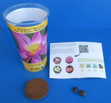 Rosa Indische Lotusblume / Nelumbo Nucifera "Xi Min Tjing" - Anzuchtset 3 Rosa Indische Lotusblume / Nelumbo Nucifera "Xi Min Tjing" - Anzuchtset