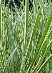 Weißgrüner, Gestreifter Kalmus / Acorus Calamus 'Variegatus' Im 9x9 Cm Topf