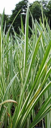 Weißgrüner, Gestreifter Kalmus / Acorus Calamus 'Variegatus' Im 9x9 Cm Topf 3 Weißgrüner, Gestreifter Kalmus / Acorus Calamus 'Variegatus' Im 9x9 Cm Topf