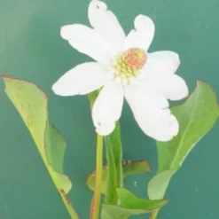 Molchschwanz Yerba Mansa Weiß / Anemopsis Californica Im 9x9 Cm Topf