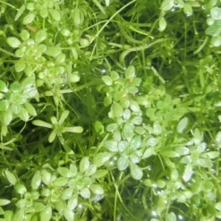 Sumpf-Wasserstern / Callitriche Palustris Im 9x9 Cm Topf