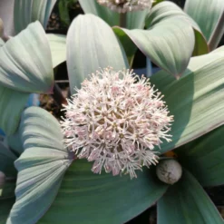 Blauzungen-Lauch / Allium Karataviense Im 9 Cm Topf