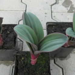 Blauzungen-Lauch / Allium Karataviense Im 9 Cm Topf 7 Blauzungen-Lauch / Allium Karataviense Im 9 Cm Topf -Hobby Verkäufe GT10060Mo 1 3