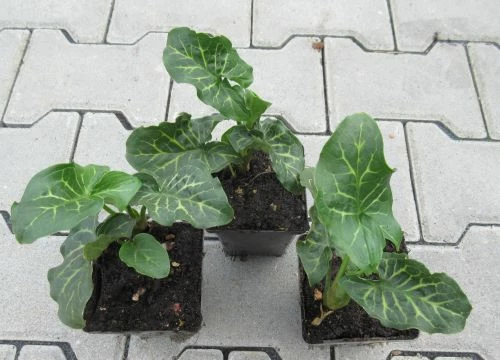 Italienischer Aronstab / Arum Italicum Im 9 Cm Topf 3 Italienischer Aronstab / Arum Italicum Im 9 Cm Topf