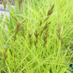 Palmwedel-Segge / Carex Muskingumensis Im 9x9 Cm Topf