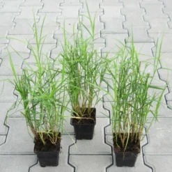 Palmwedel-Segge / Carex Muskingumensis Im 9x9 Cm Topf -Hobby Verkäufe GT10135M 1 3