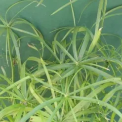 Zyperngras, Zypergras / Cyperus Alternifolius Im 9x9 Cm Topf