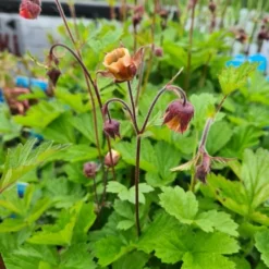 Bach-Nelkenwurz / Geum Rivale Im 9x9 Cm Topf